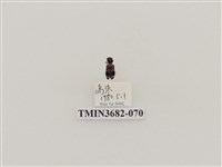 藏品(鞘翅目(2))的圖片